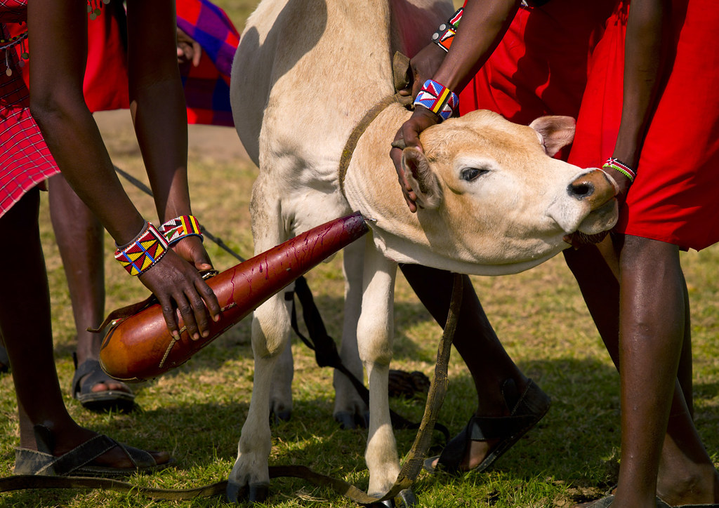 Maasai Diet